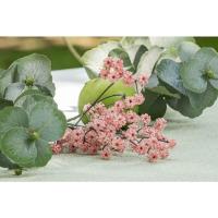 13917 decoration fleur sui tige gypsophile rose