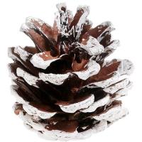 8728 pomme de pin blanche et marron