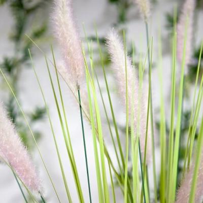 Herbe de la palma plumeau vert et rose